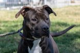 Blossom, an adoptable Terrier in Terre Haute, IN, 47803 | Photo Image 3