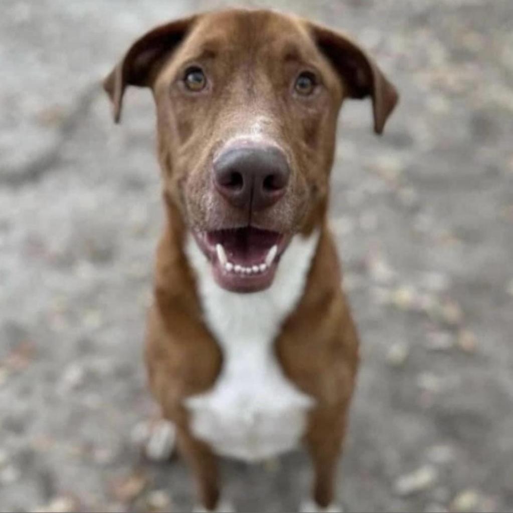 Pumba, an adoptable Mixed Breed in Milton, FL, 32583 | Photo Image 1