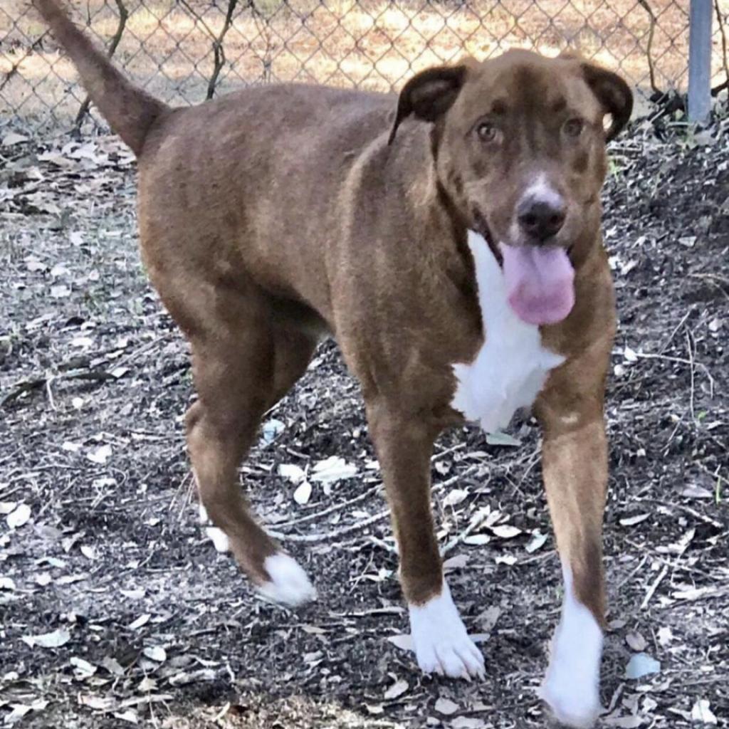 Pumba, an adoptable Mixed Breed in Milton, FL, 32583 | Photo Image 2