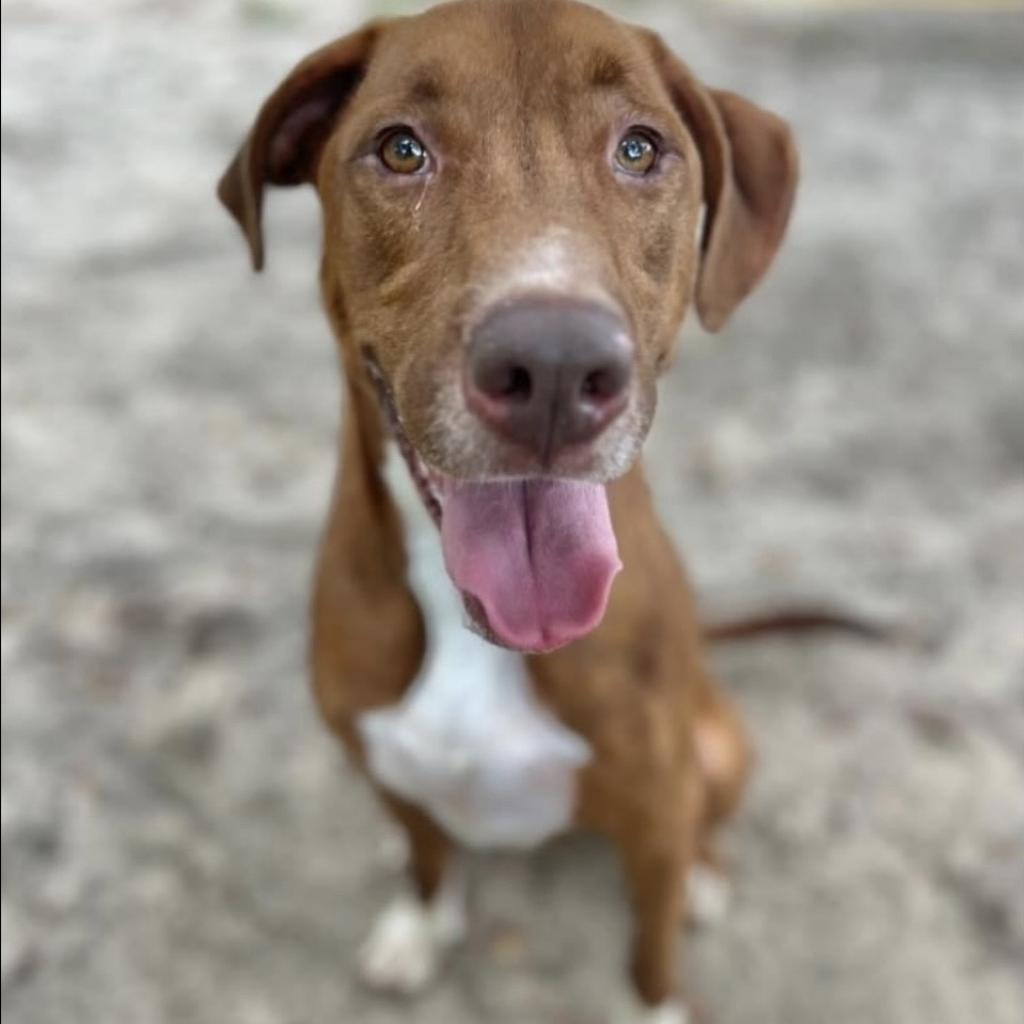 Pumba, an adoptable Mixed Breed in Milton, FL, 32583 | Photo Image 3