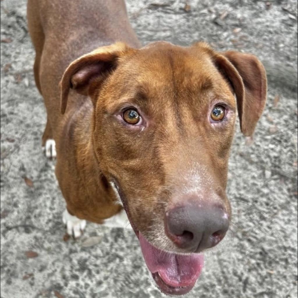 Pumba, an adoptable Mixed Breed in Milton, FL, 32583 | Photo Image 4