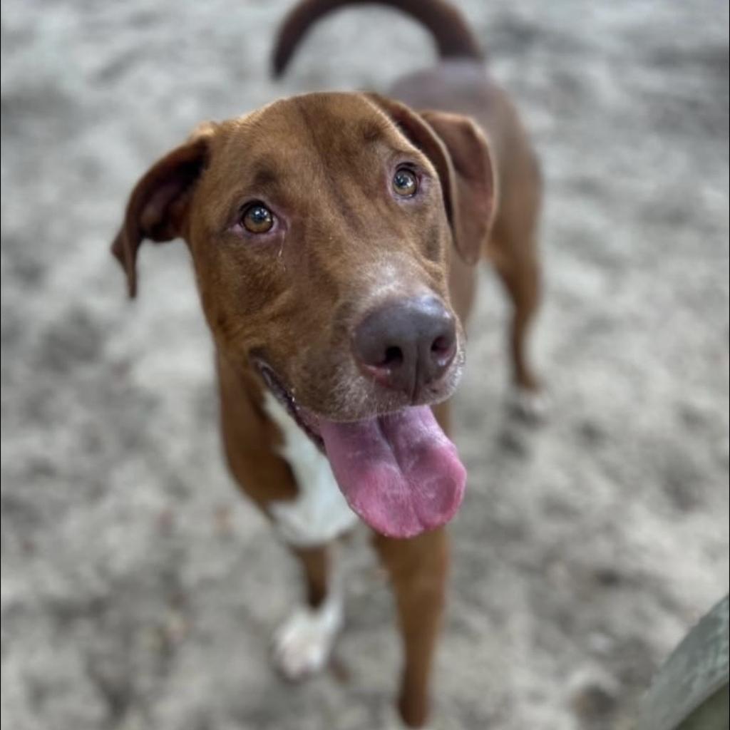 Pumba, an adoptable Mixed Breed in Milton, FL, 32583 | Photo Image 5