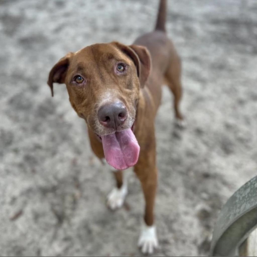 Pumba, an adoptable Mixed Breed in Milton, FL, 32583 | Photo Image 6