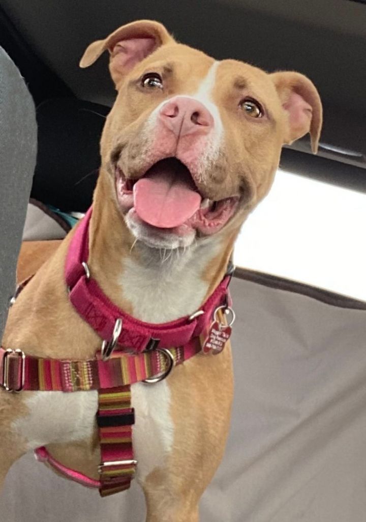 Dog for adoption - Butters - the Pocket Pitty, an American ...