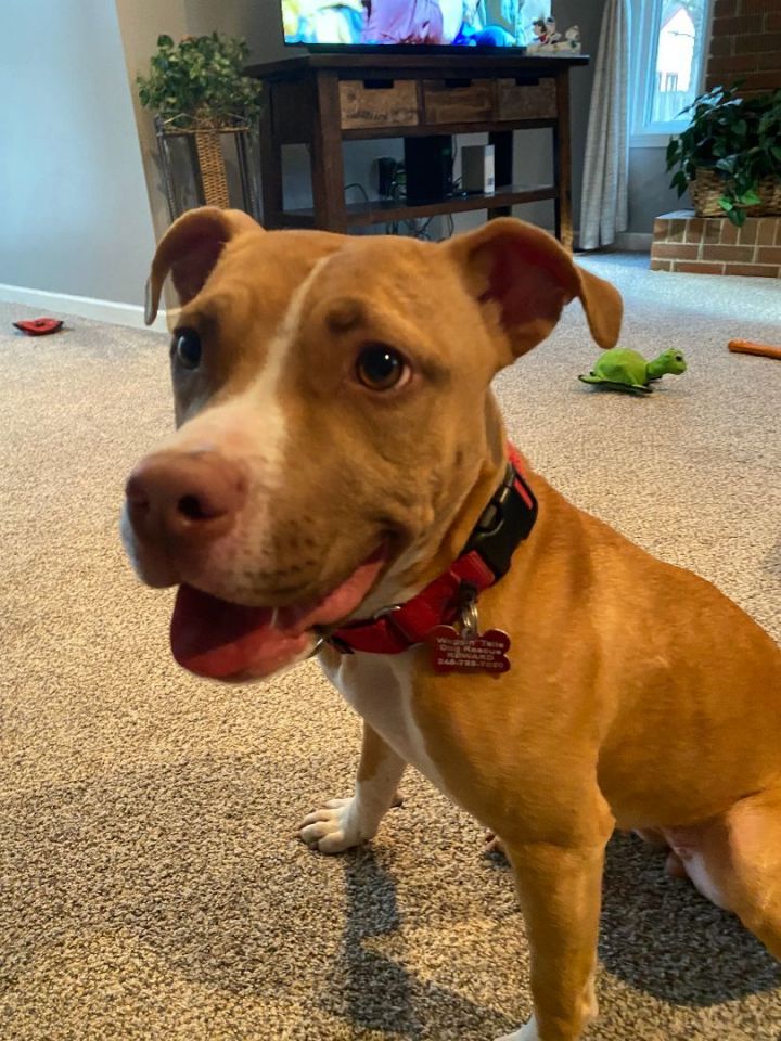 Dog for adoption - Butters - the Pocket Pitty, an American ...