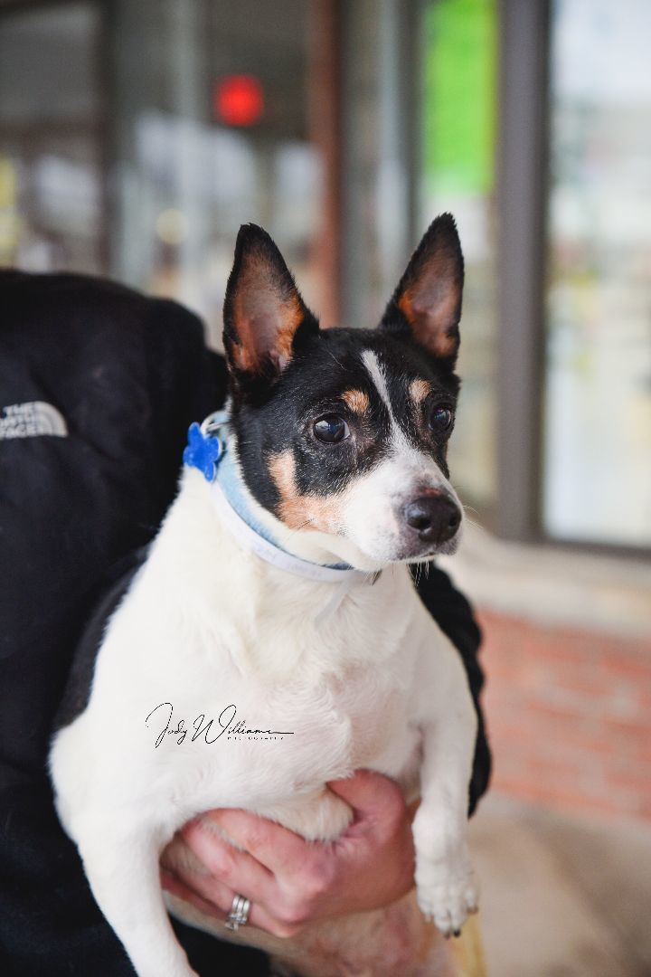 Jack russell terrier mix 2024 black