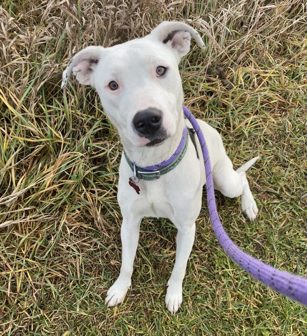 Dog for adoption - Dottie, a Pit Bull Terrier Mix in Allegan, MI ...