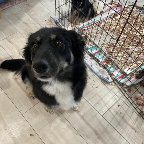 Topaz, an adoptable Collie in Lynd, MN, 56157 | Photo Image 2