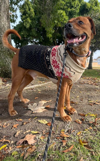 Jasper & Sienna - Courtesy Post, an adoptable Vizsla in San Diego, CA, 92102 | Photo Image 1