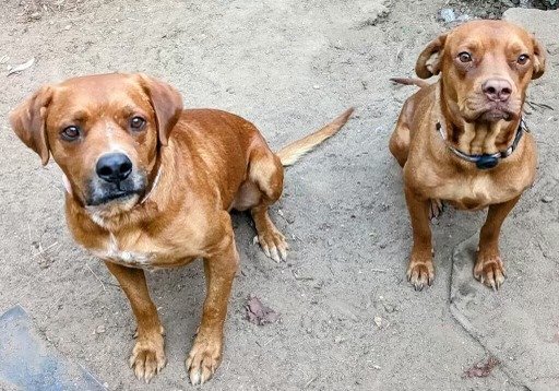 Jasper & Sienna - Courtesy Post, an adoptable Vizsla in San Diego, CA, 92102 | Photo Image 2
