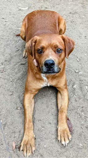 Jasper & Sienna - Courtesy Post, an adoptable Vizsla in San Diego, CA, 92102 | Photo Image 2