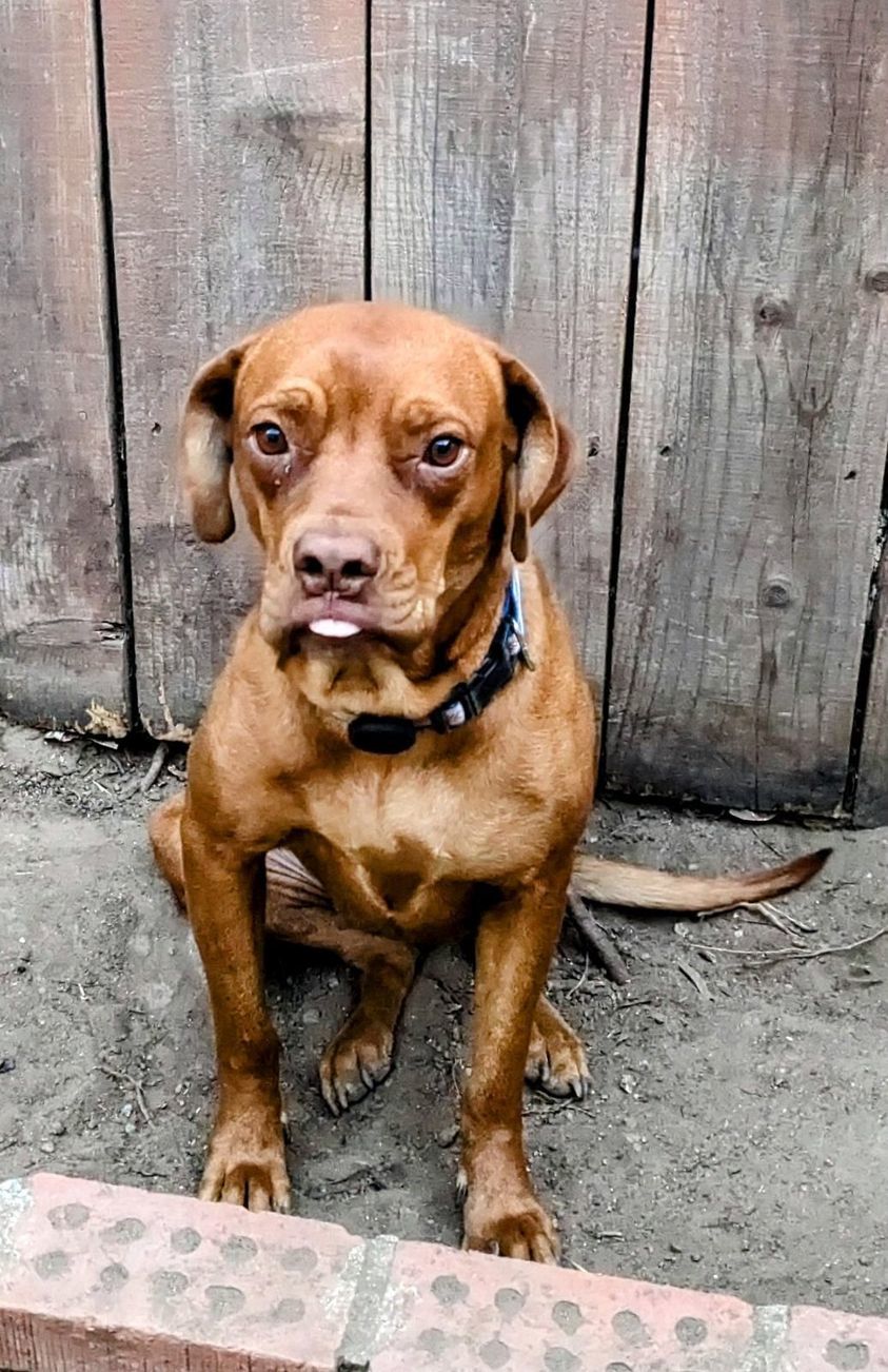 Sienna & Jasper - Courtesy Post, an adoptable Vizsla in San Diego, CA, 92102 | Photo Image 1