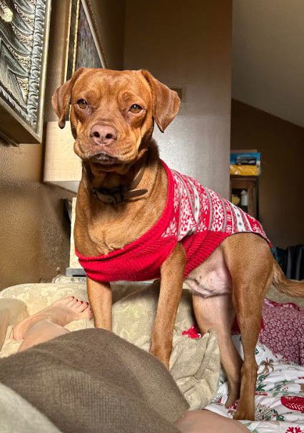 Sienna & Jasper - Courtesy Post, an adoptable Vizsla in San Diego, CA, 92102 | Photo Image 1