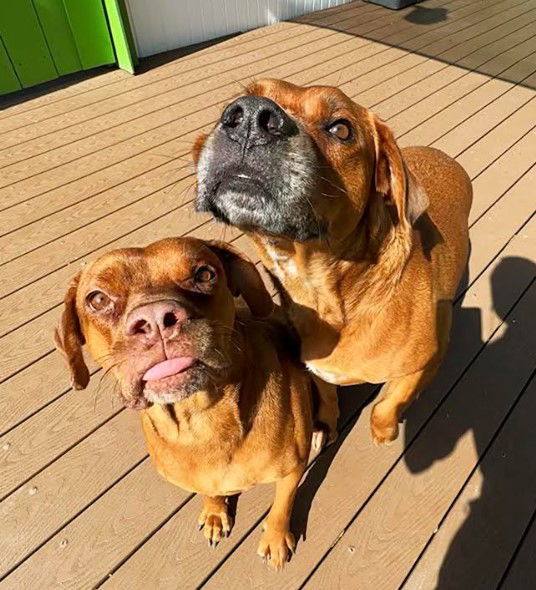 Sienna & Jasper - Courtesy Post