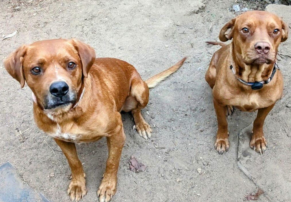 Sienna & Jasper - Courtesy Post