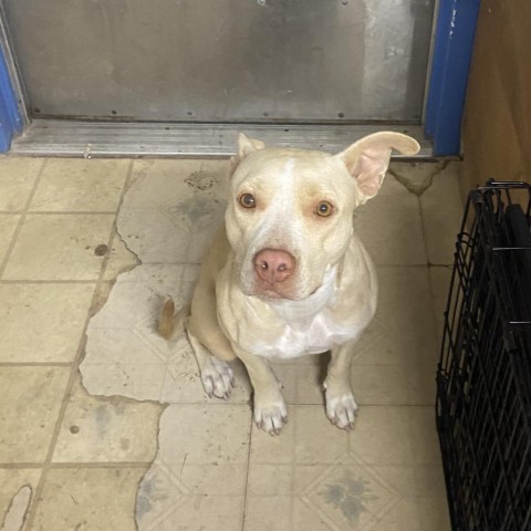 Marshmallow, an adoptable Pit Bull Terrier in Port Aransas, TX, 78373 | Photo Image 1