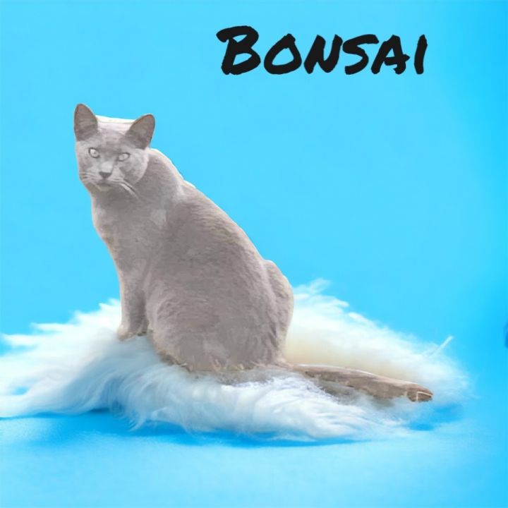 Bonsai cat clearance