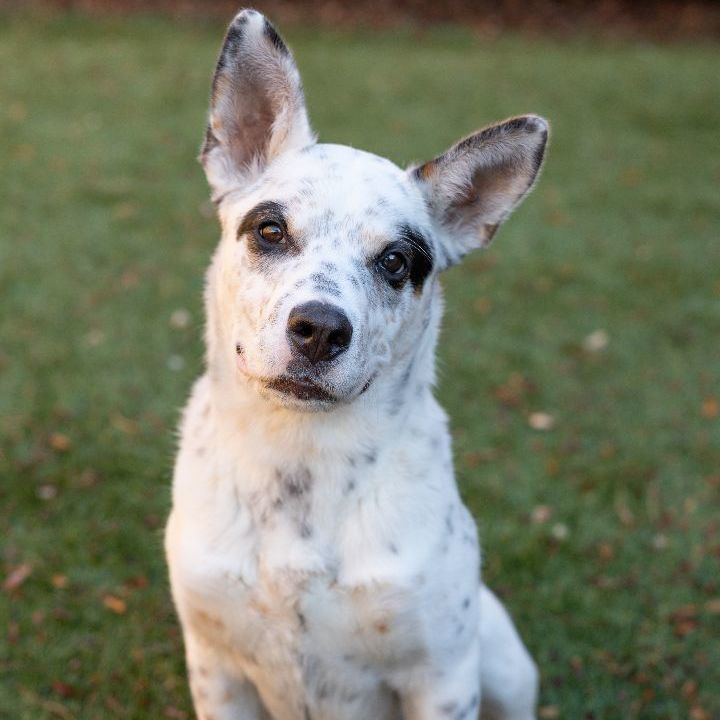 Robin, an adoptable Cattle Dog Mix in Naperville, IL_image-2