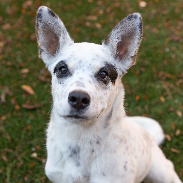 Robin, an adoptable Cattle Dog Mix in Naperville, IL_image-3
