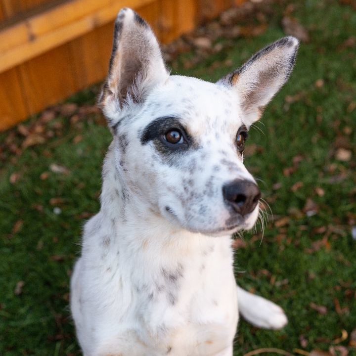 Robin, an adoptable Cattle Dog Mix in Naperville, IL_image-4
