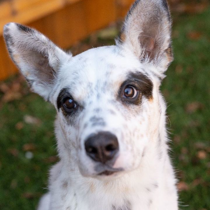 Robin, an adoptable Cattle Dog Mix in Naperville, IL_image-5