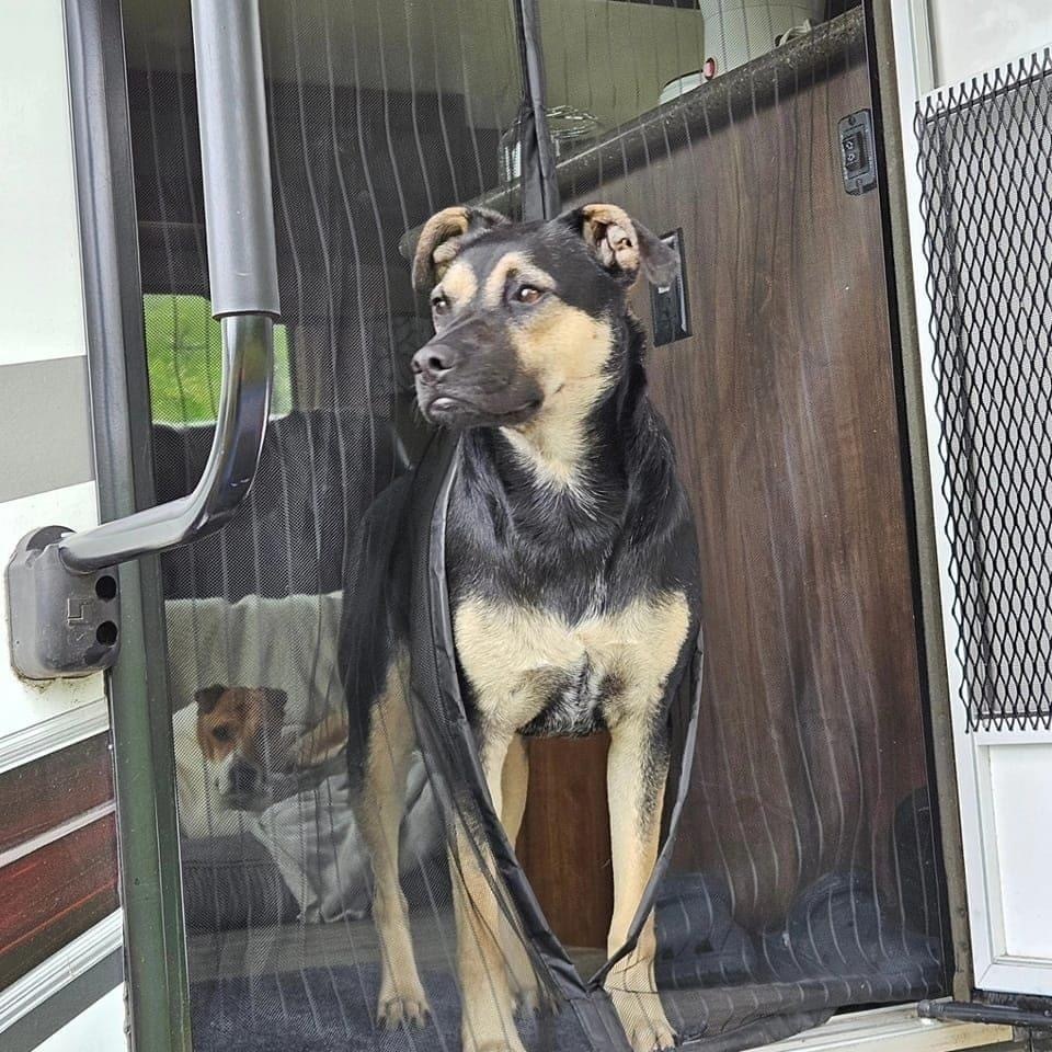 Jace II, an adoptable Mixed Breed in Fredonia, WI, 53021 | Photo Image 1