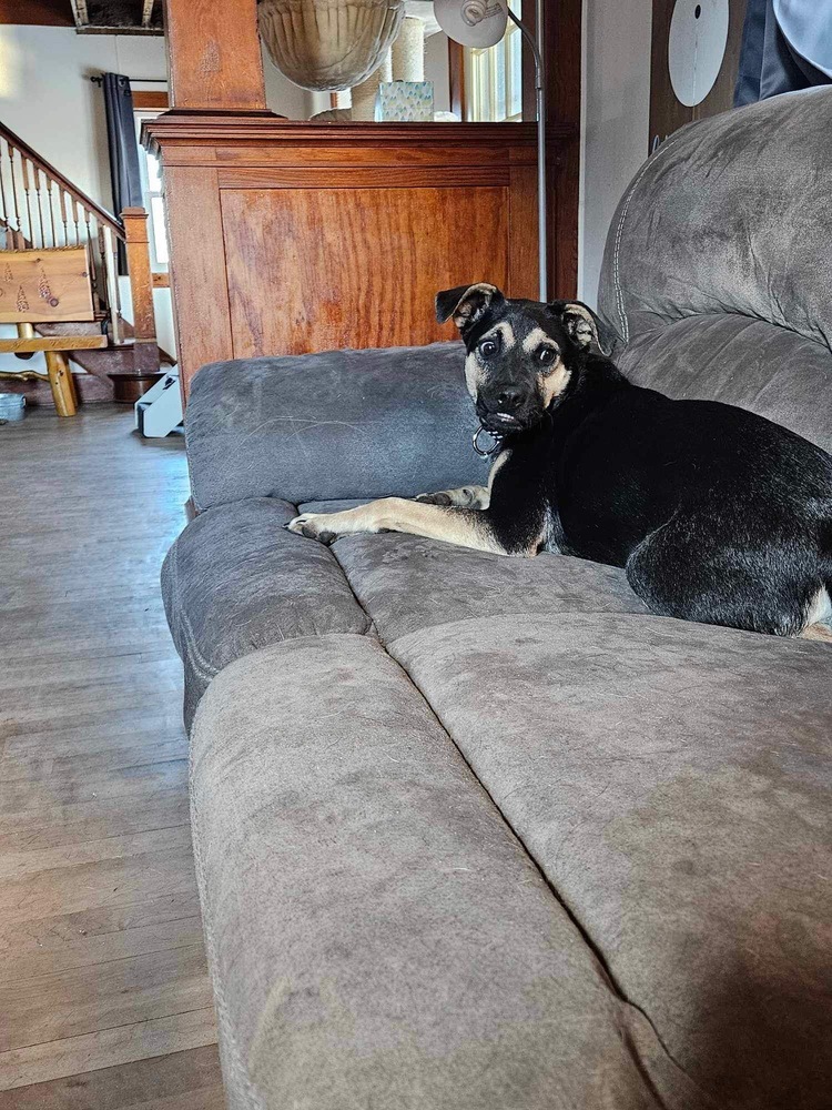 Jace II, an adoptable German Shepherd Dog in Fredonia, WI, 53021 | Photo Image 2