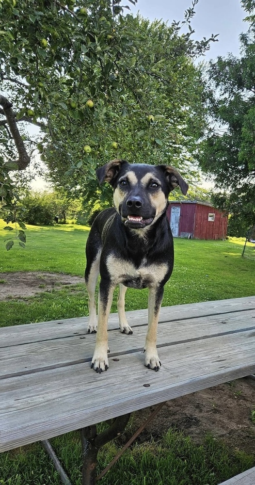 Jace II, an adoptable Mixed Breed in Fredonia, WI, 53021 | Photo Image 2