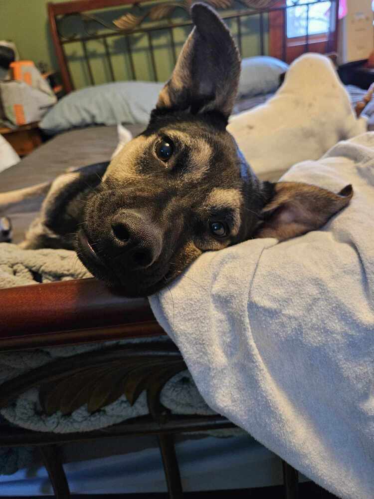 Jace II, an adoptable German Shepherd Dog in Fredonia, WI, 53021 | Photo Image 5