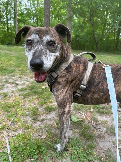 Plott hound greyhound sales mix