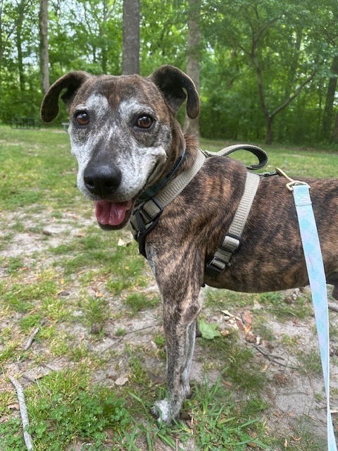 175036 Draco, an adoptable Plott Hound in Virginia Beach, VA, 23451 | Photo Image 1