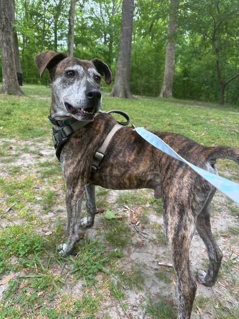175036 Draco, an adoptable Plott Hound in Virginia Beach, VA, 23451 | Photo Image 3