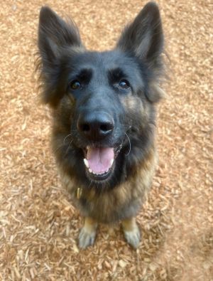 Willow a 7-year-old German Shepherd is an embodiment of resilience and a playful spirit despite en