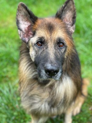 Meet Vlad Your Loyal Companion Awaits Vlad a 9-year-old German Shepherd is eagerly waiting for a