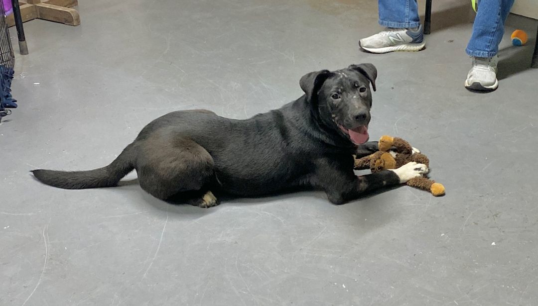 Dog for adoption **BUBBLES** GREAT WITH KIDS, a Mixed Breed in