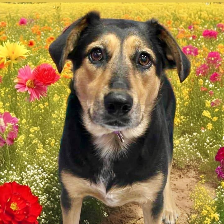 Dog for adoption - Louise, a Hound & Beagle Mix in Springfield, MO ...