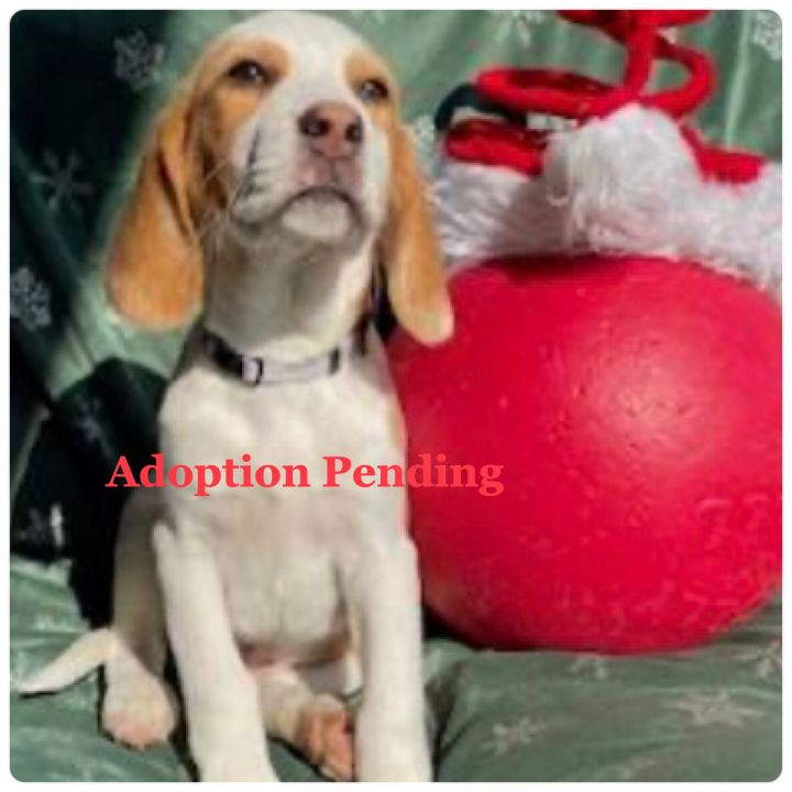 Dog For Adoption - Reindeer Puppy - Dasher, A Beagle In Dunnellon, Fl 