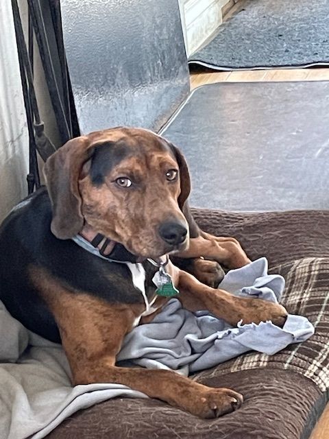 Black and tan coonhound and hot sale beagle mix