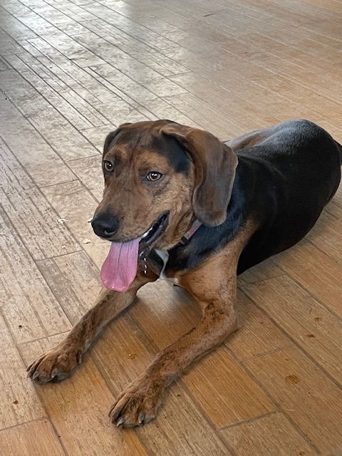 Corgi coonhound hot sale mix