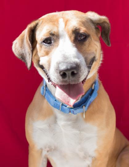 Dog For Adoption - Daisy, A Foxhound Mix In Tracy, Ca 