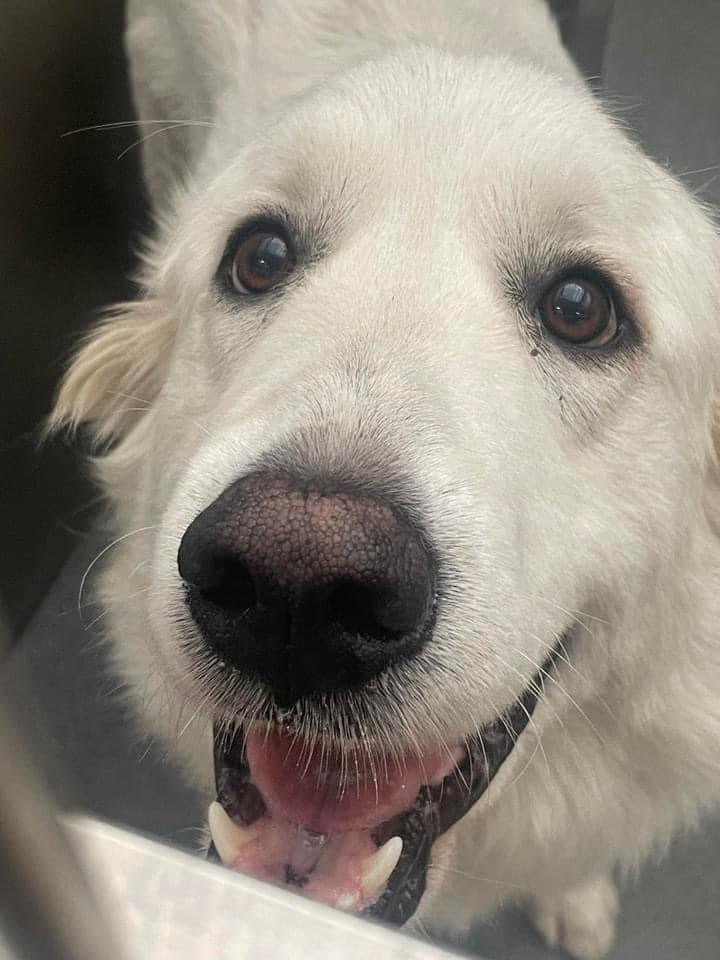 Dog for adoption - Aspen, a Great Pyrenees in Springtown, TX | Petfinder