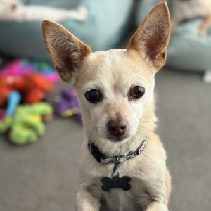 Zippy Chihuahua Dog
