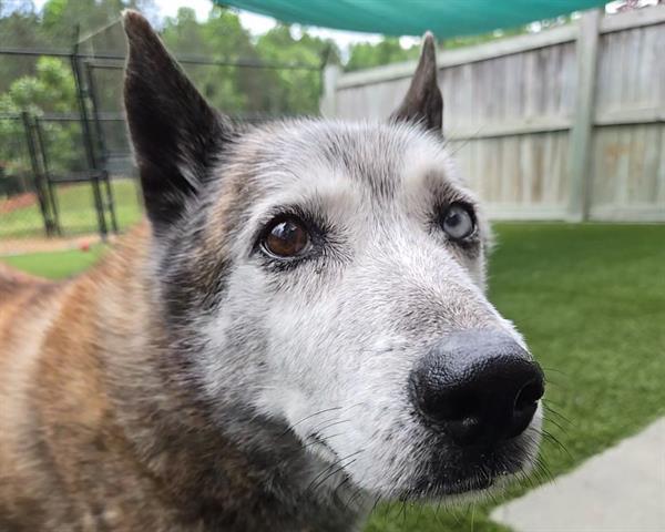 LUKA, an adoptable Husky, Mixed Breed in Raleigh, NC, 27603 | Photo Image 1