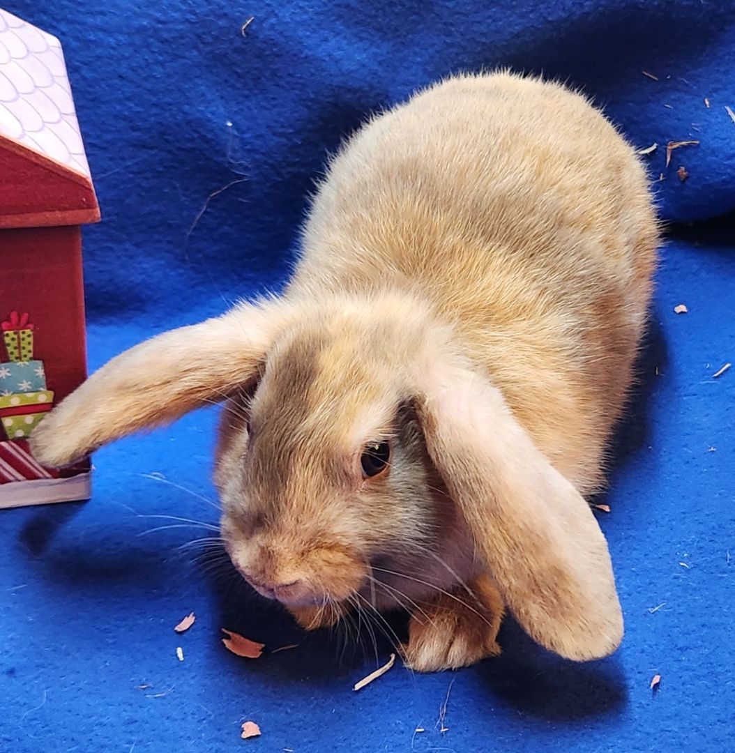 Rabbit for adoption Jim Adorable Male Baby Bunny! , a Lop Eared Mix