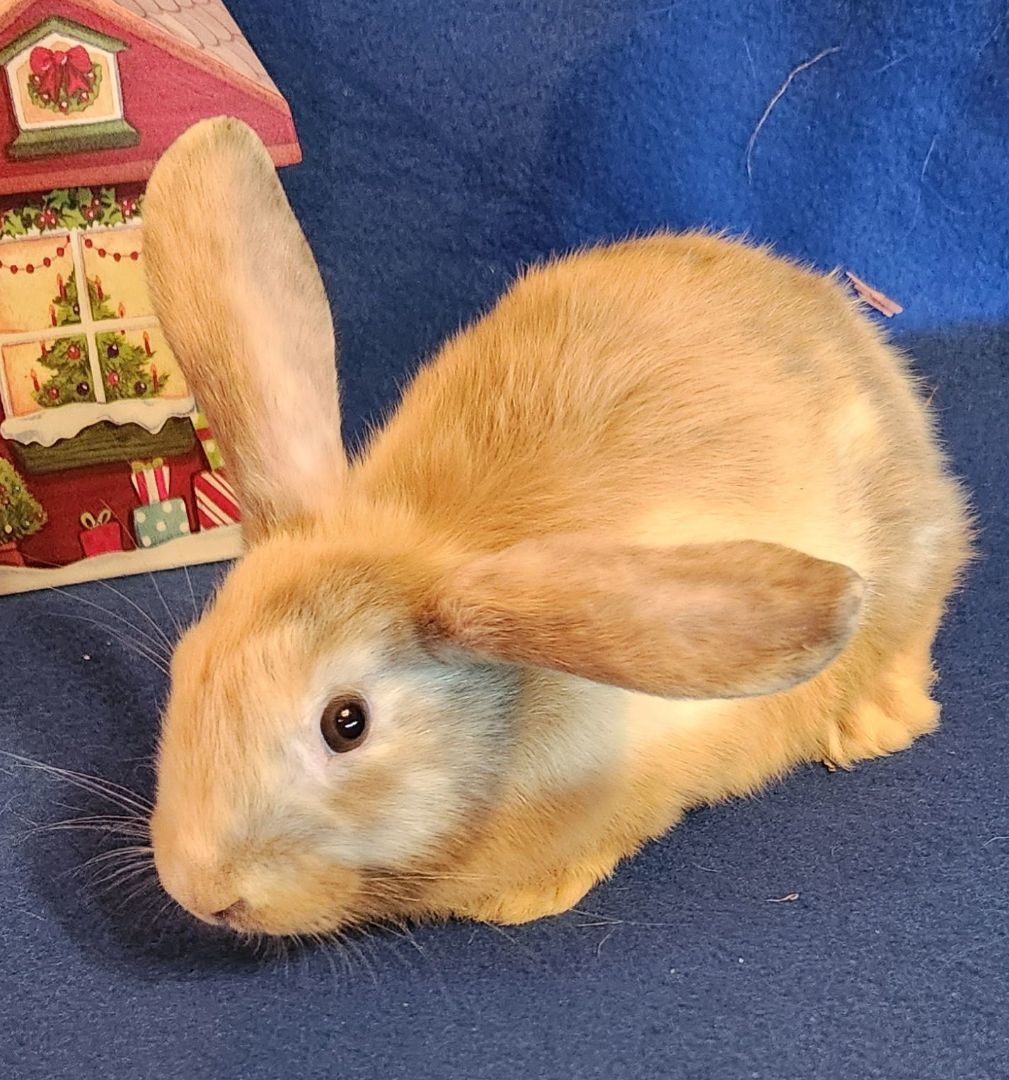 Rabbit for adoption Saffron Precious Female Baby Bunny!, a Lop