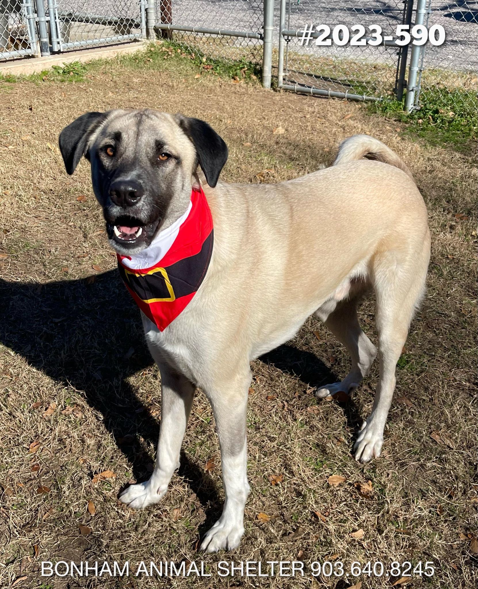 Anatolian Shepherd Rescue Texas - z4u6dih