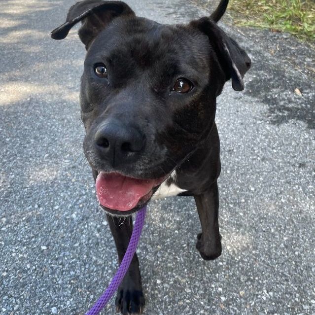 Dog for adoption Midnight, a Terrier & Labrador Retriever Mix in