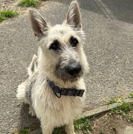 Schnauzer german 2024 shepherd mix