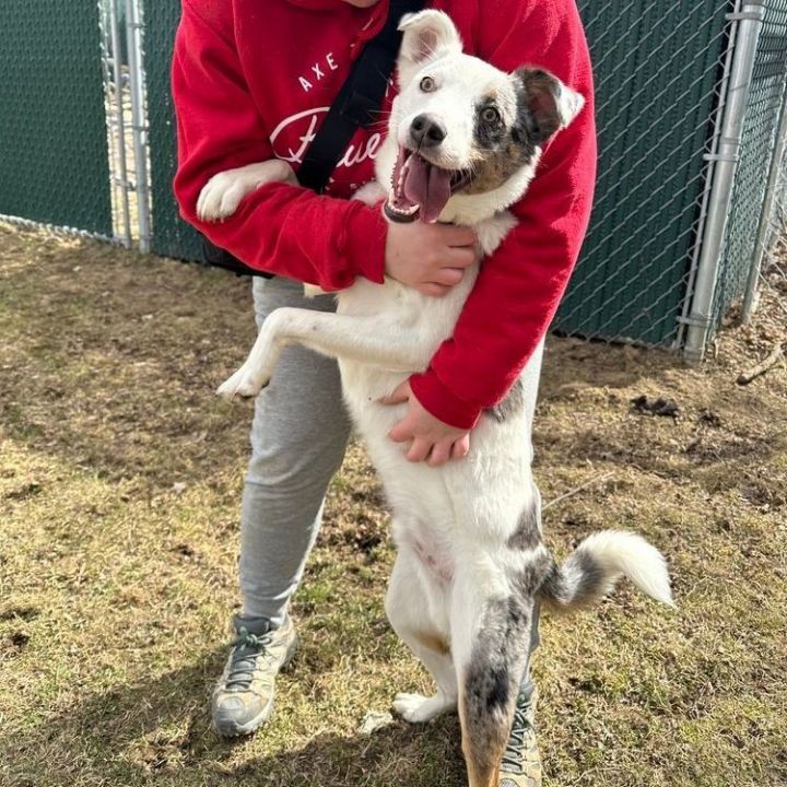 Dog for adoption Goose, a Border Collie Mix in Rochester, NY Petfinder