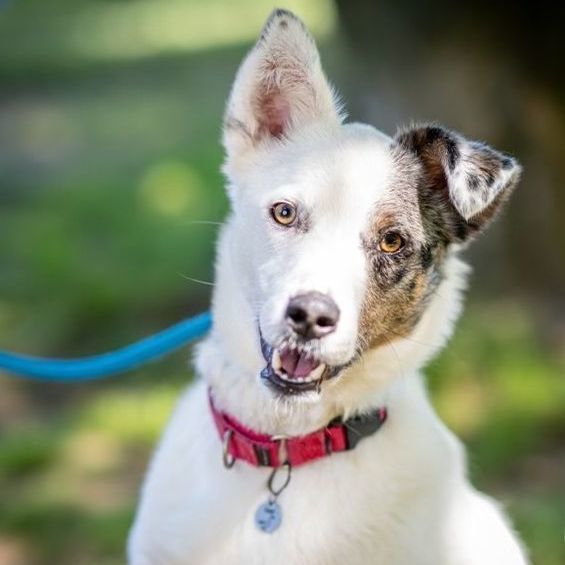 Dog for adoption Goose, a Border Collie Mix in Rochester, NY Petfinder